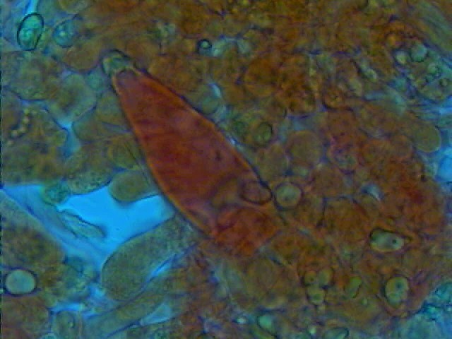 Inocybe 1 (cfr. Inocybe posterula)